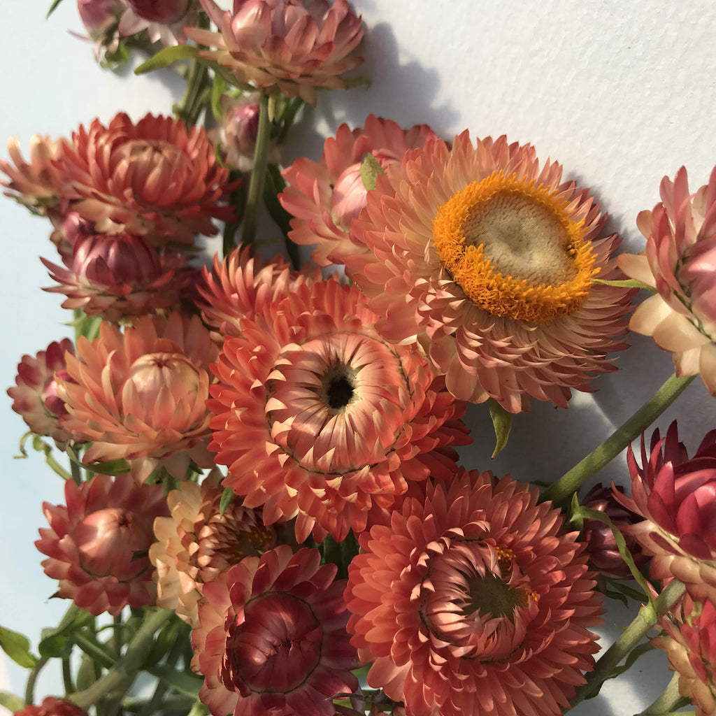 Apricot Strawflower Organic Seeds – Hudson Valley Seed Company