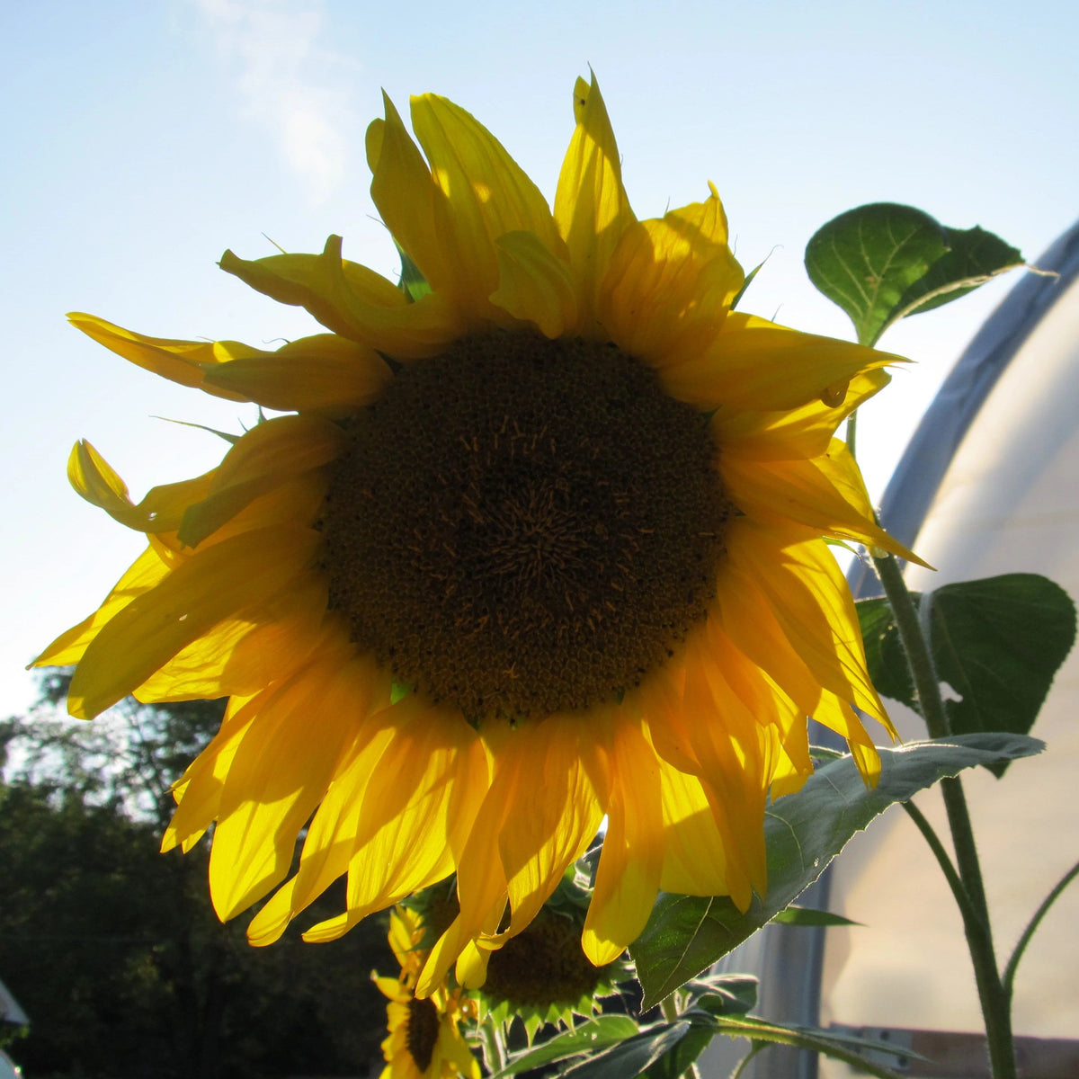 Arikara Sunflower Seeds – Hudson Valley Seed Company