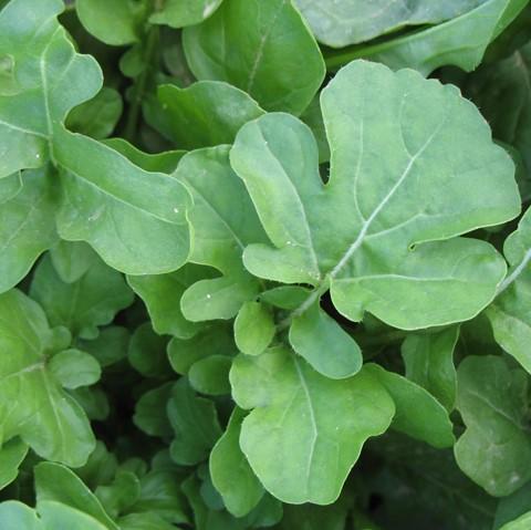 Arugula Seedlings