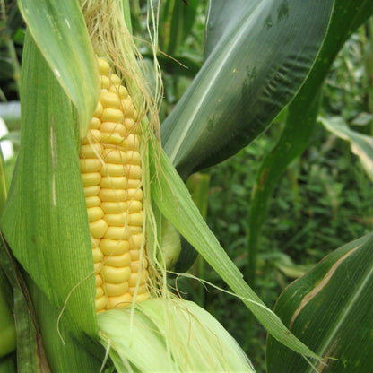 corn seeds for planting near me Ashworth Sweet Corn