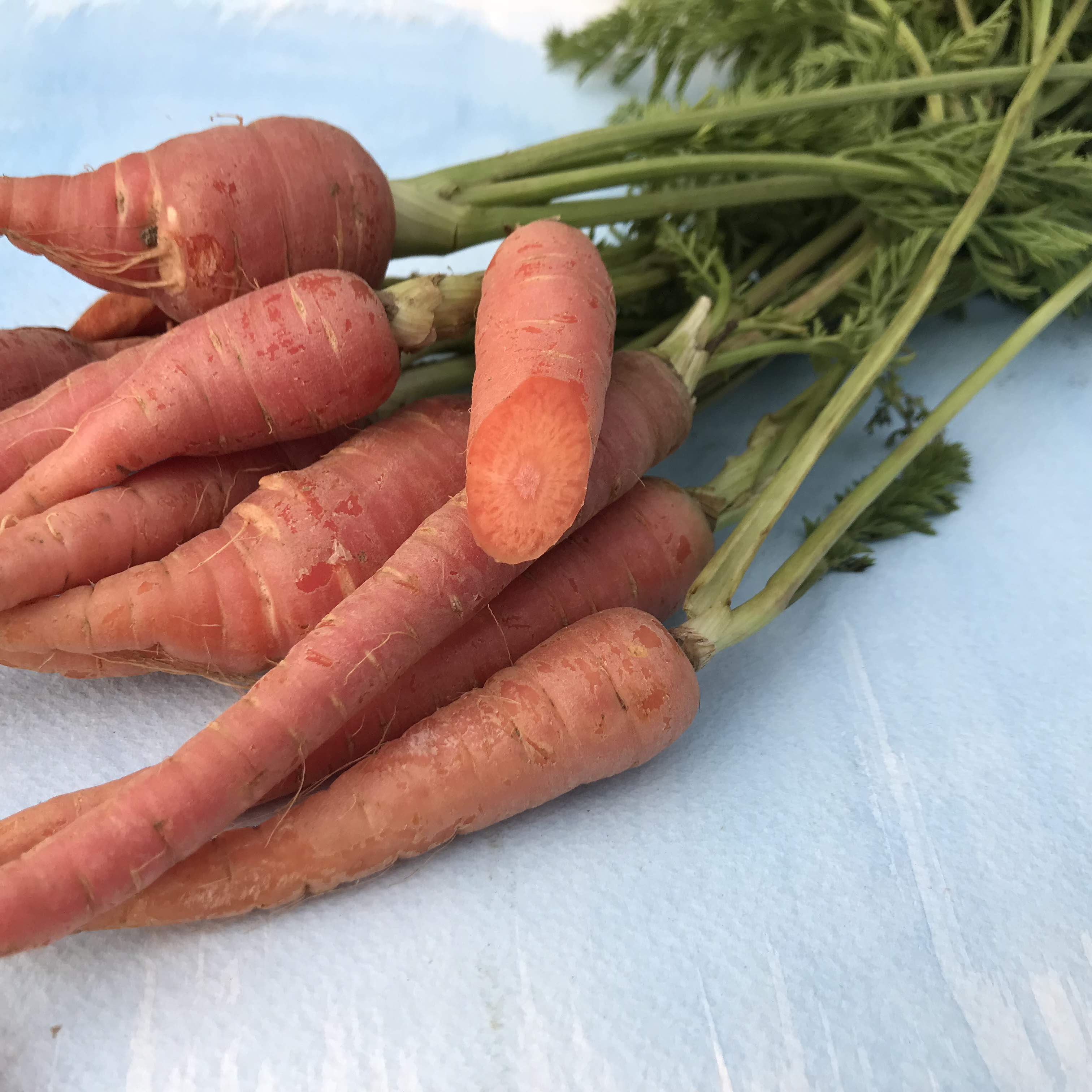 Atomic Red Carrot Seeds – 200+ Heirloom Seeds By Ohio Heirloom Seeds (2021 Harvest)