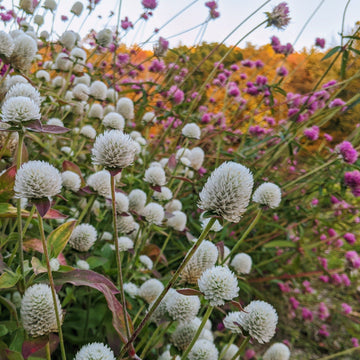 Gomphrena