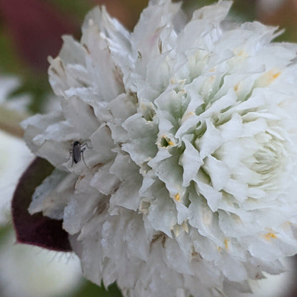 Audray White Gomphrena vendor-unknown