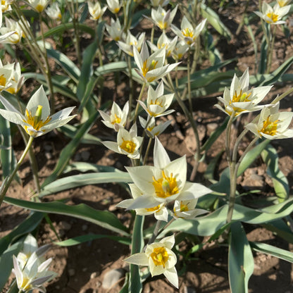 Species Tulip turkestanica