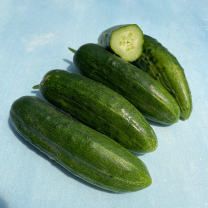 Ukrainian Slicing Cucumber