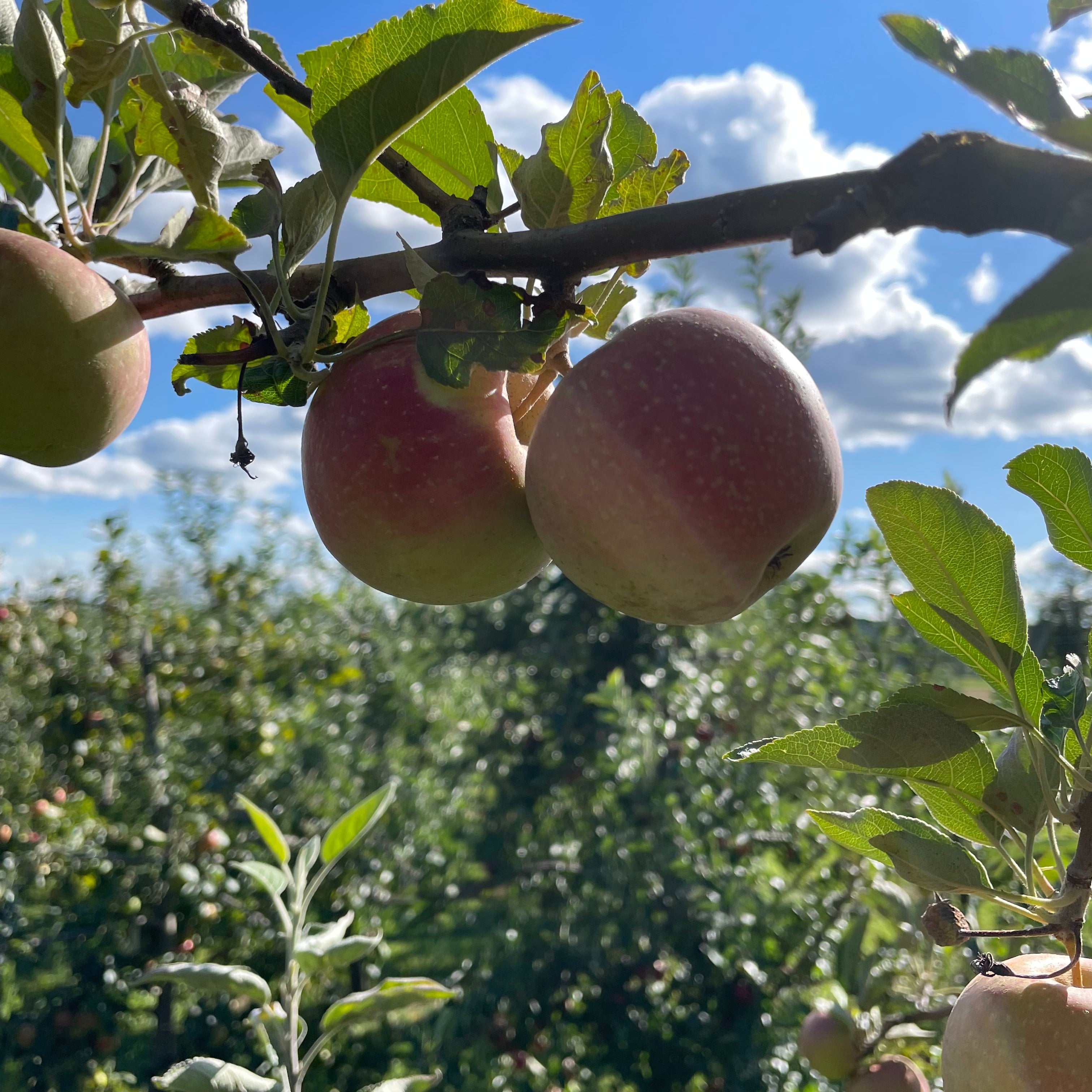 Esopus Spitzenburg Apple Tree