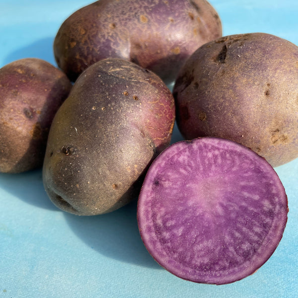 Adirondack Blue Potato Tubers Hudson Valley Seed Company   B8FCDF24 BD4E 4C78 B822 64BBAD855BD0 Grande 