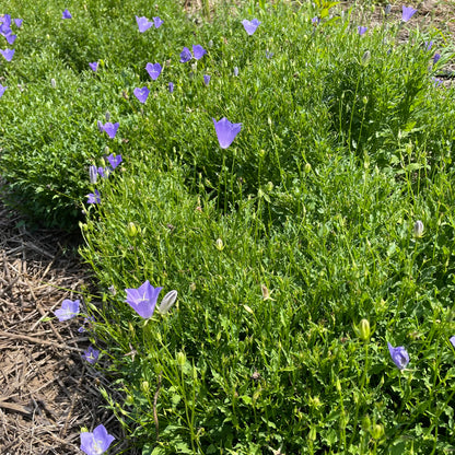 Tussock Bellflower