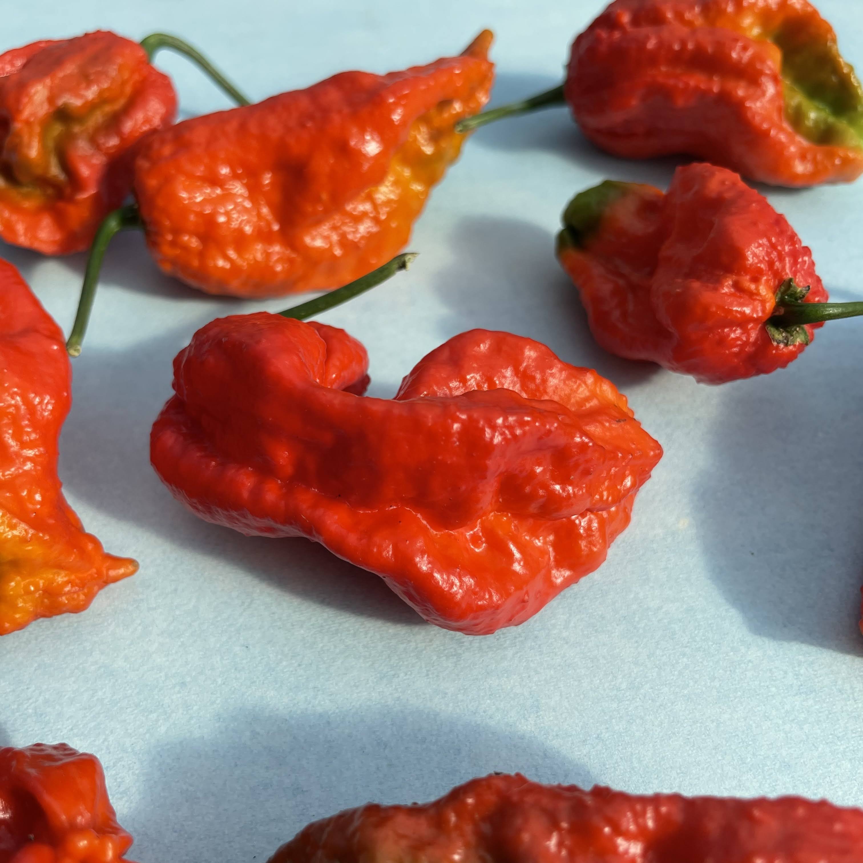 Ghost Pepper Seedlings