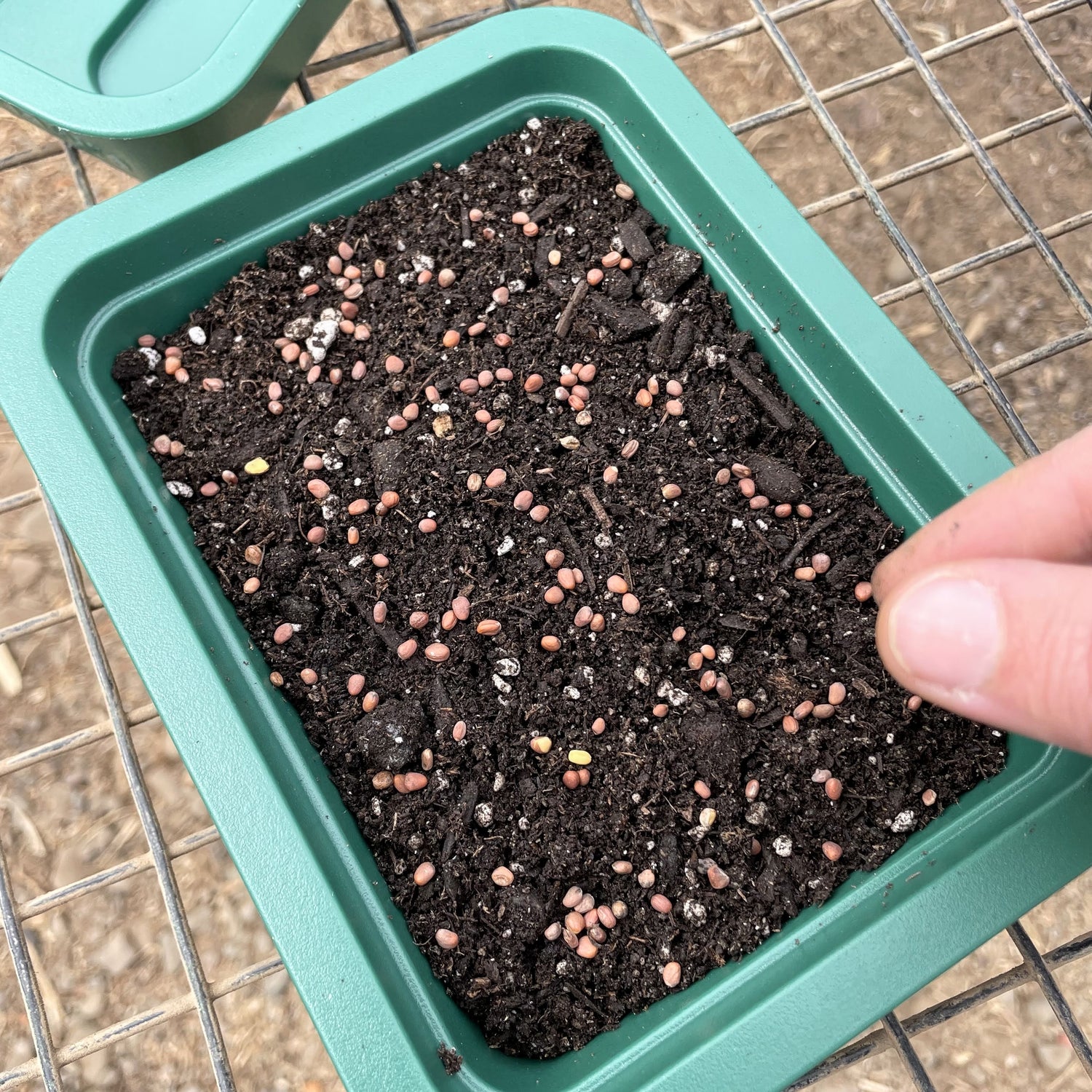 Windowsill Self-Watering Microgreens Tray