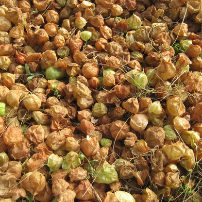 balloon flower seeds for sale Balloon Vine