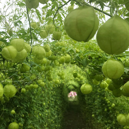 Balloon Vine