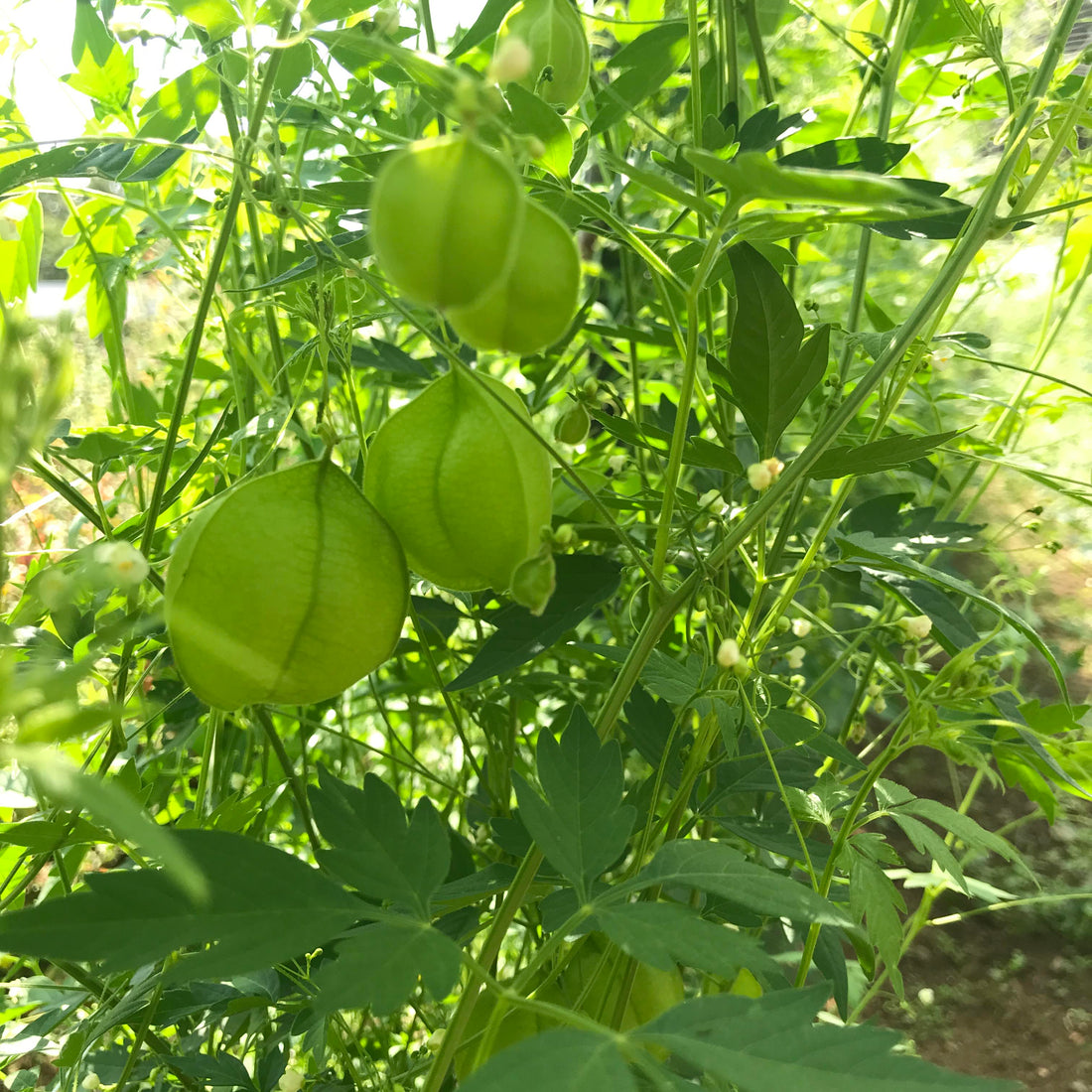 Balloon Vine