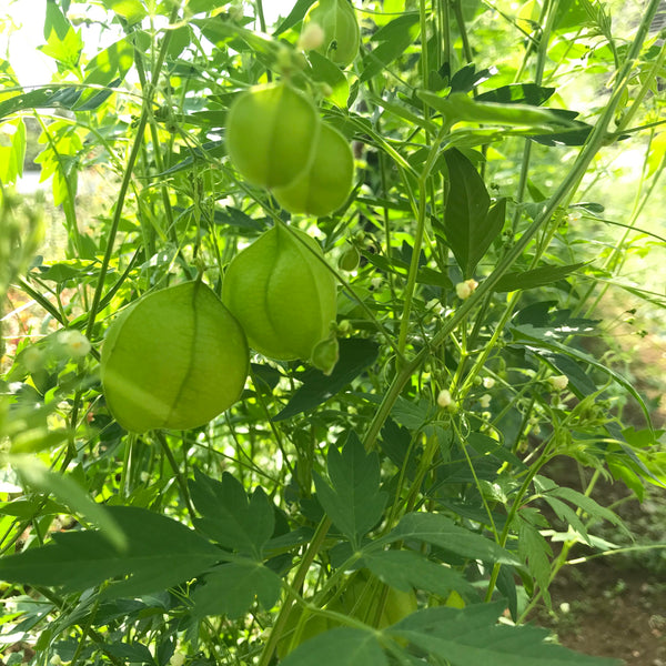balloon succulent Balloon Vine