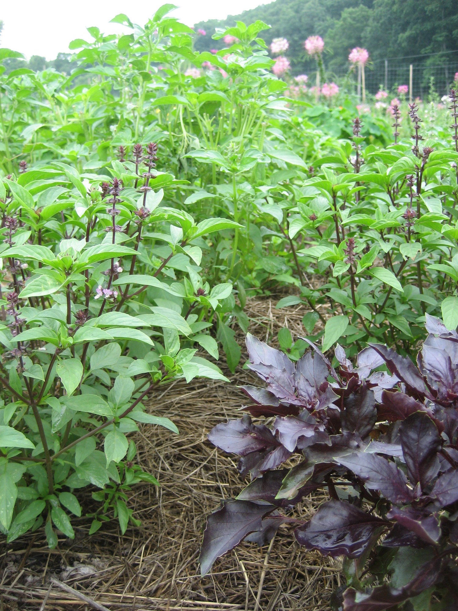 Basil Bouquet