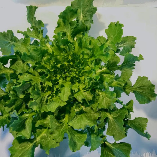 Escarole endve Seeds Batavan Full Heart 300 Seeds - Etsy Escarole endve Seeds Batavan Full Heart 300 Seeds - Etsy