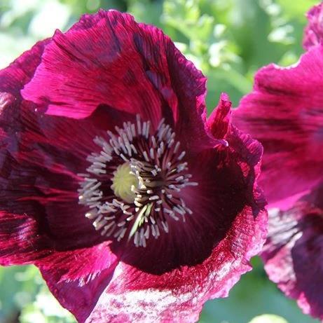 Black Beauty Poppy vendor-unknown