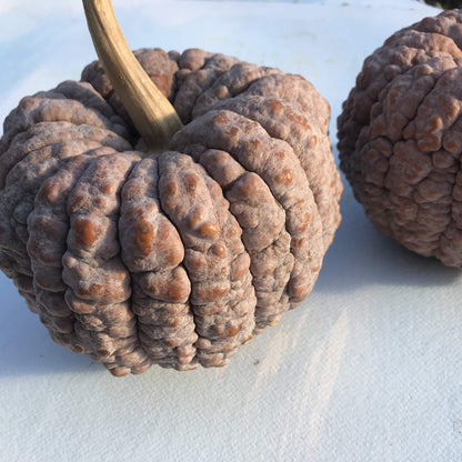 Black Futsu Squash vendor-unknown