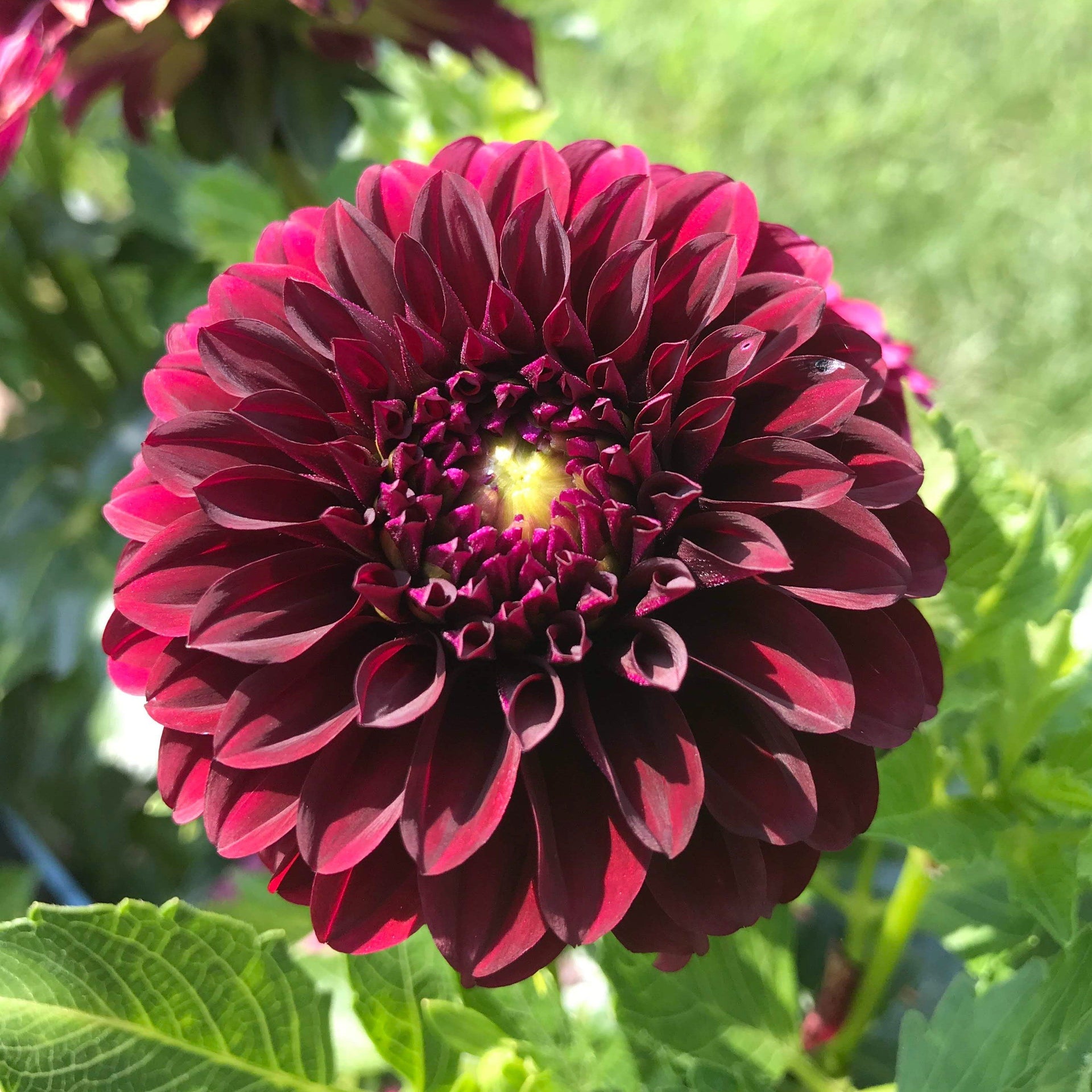 dahlia black beauty seeds Black Satin Dahlia Tuber