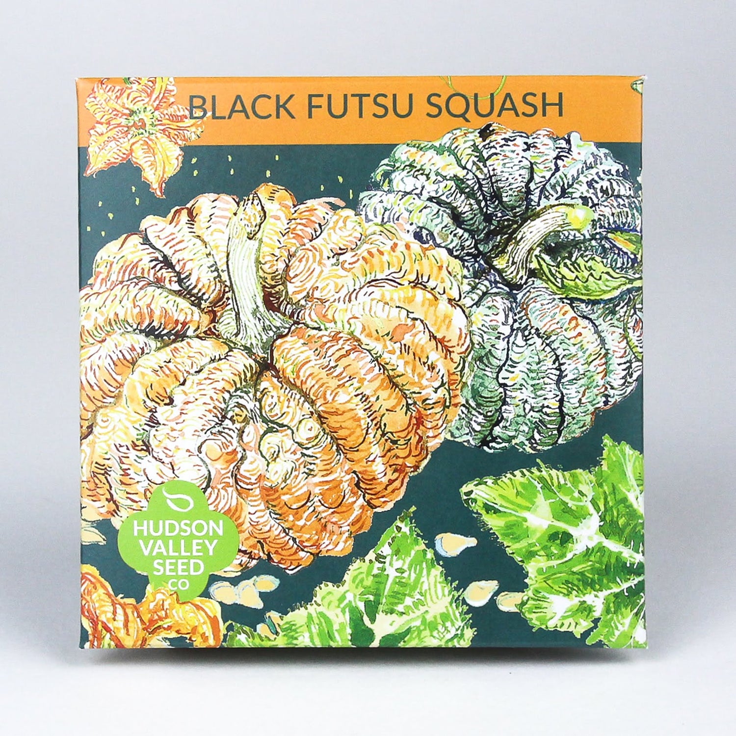 Black Futsu Squash Seedlings