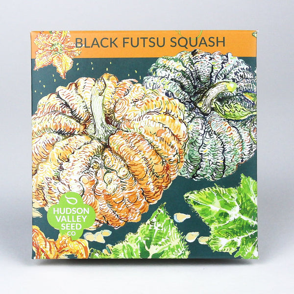 Black Futsu Squash Seedlings