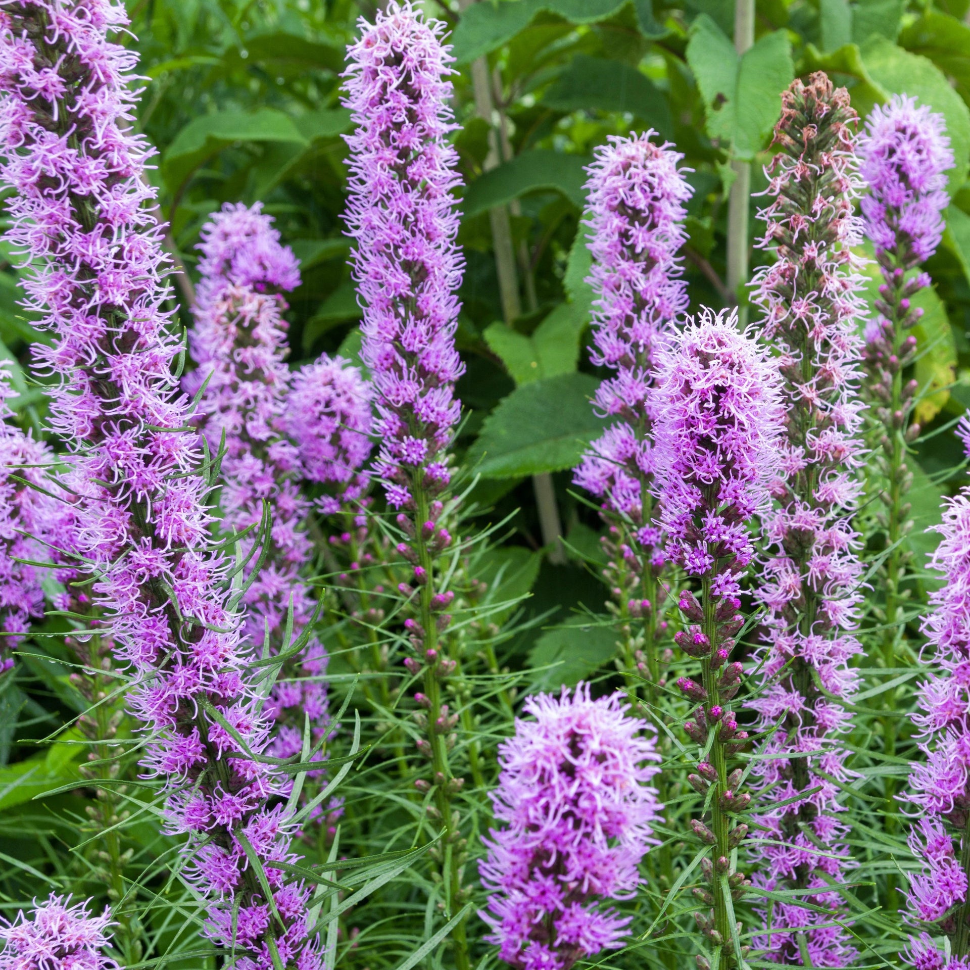 garden ablaze seeds Blazing Star Seeds 200 Seeds
