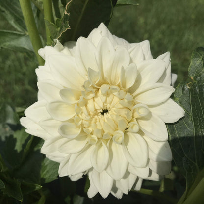 Blizzard Dahlia Tuber vendor-unknown