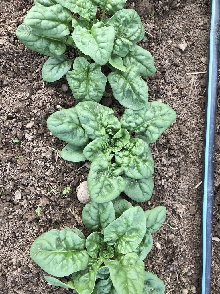 https://hudsonvalleyseed.com/cdn/shop/products/Bloomsdale-Spinach-vendor-unknown-1630675250_1024x1024.jpg?v=1630675252
