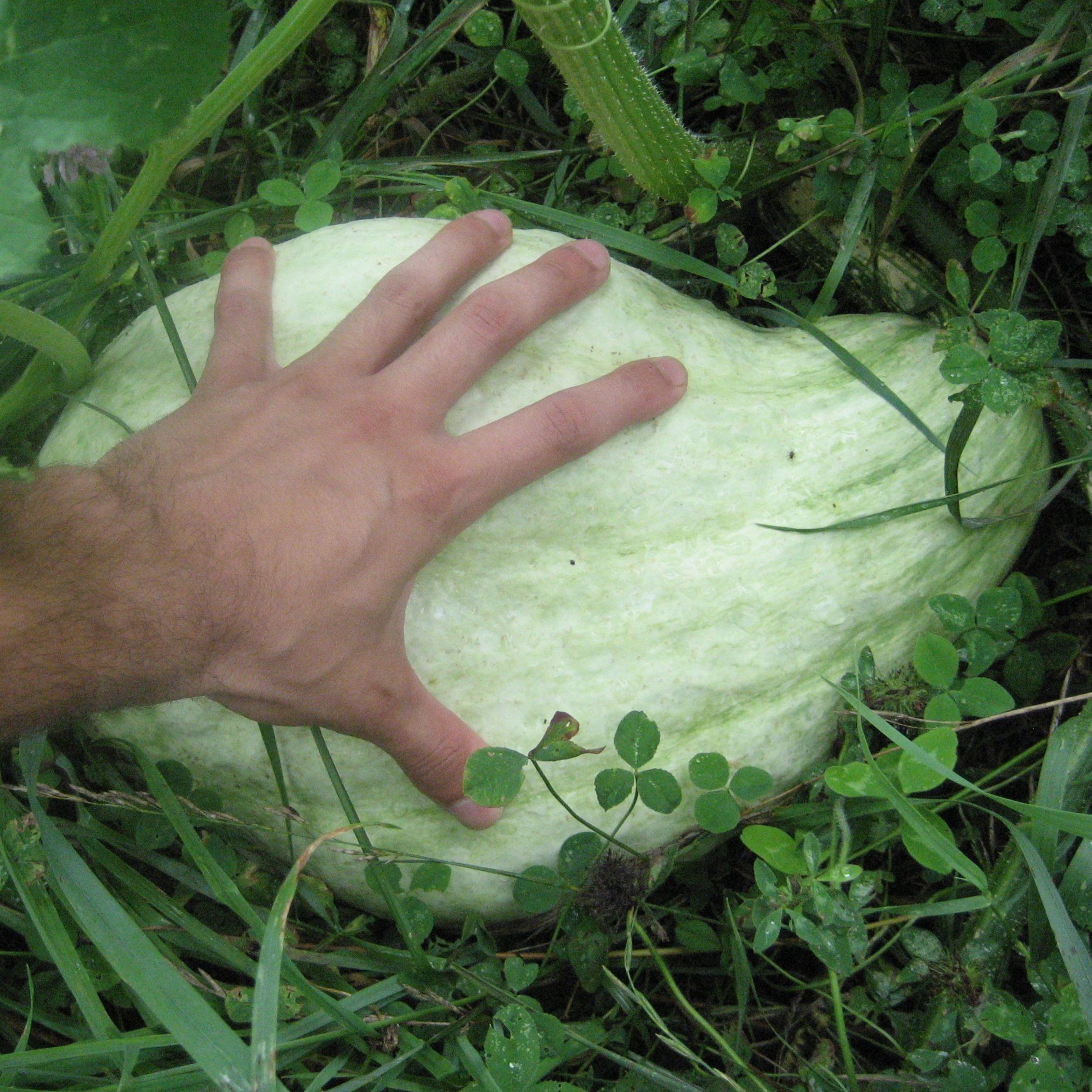 Blue Hubbard Squash vendor-unknown