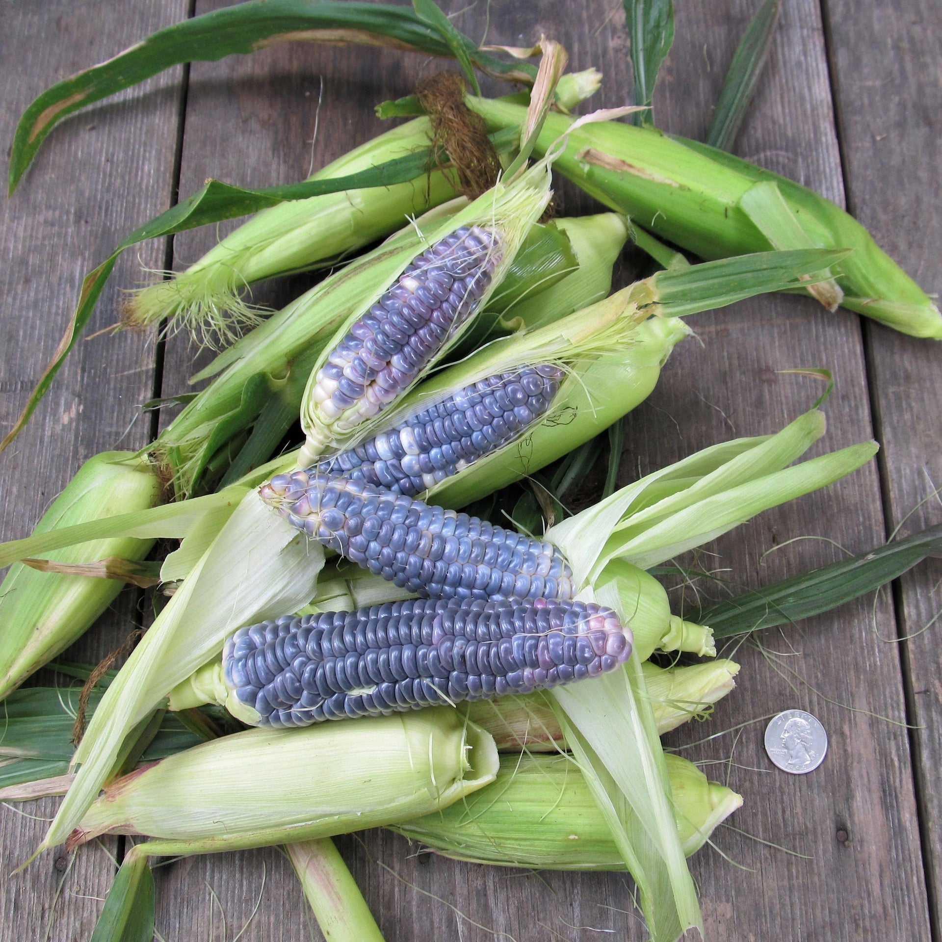 blue corn seeds for planting Hudson Valley Seed Company: Blue Jade Dwarf Sweet Corn Seeds