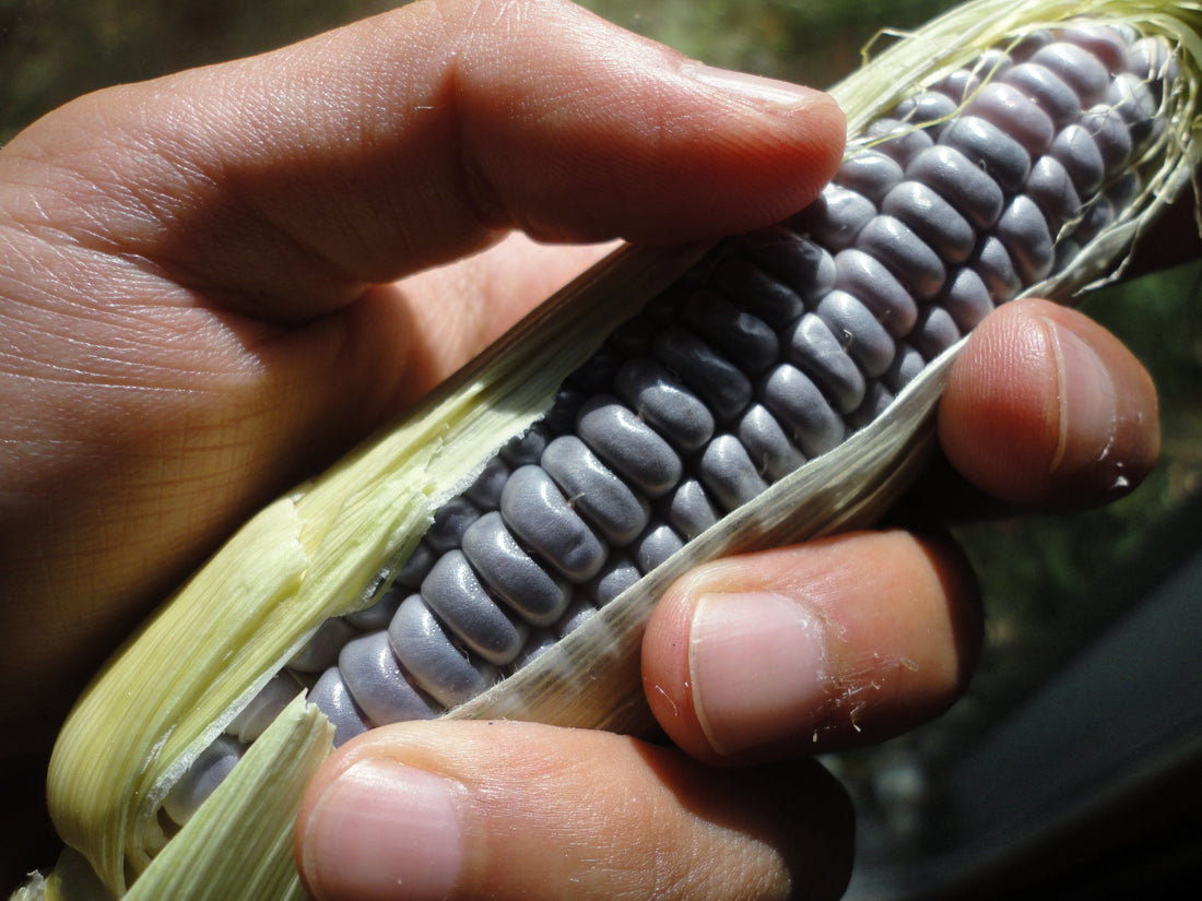 Blue Jade Dwarf Sweet Corn Organic Seeds – Hudson Valley Seed Company