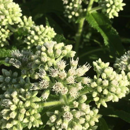 Boneset vendor-unknown