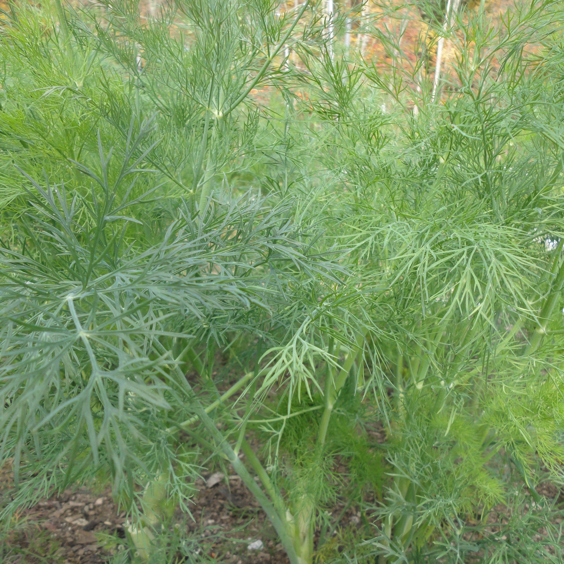 exotic plants dillingen Bouquet Dill Seedlings