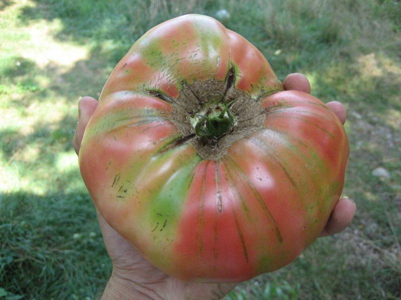Luscious Brandywine Pink Tomato Seeds Available at Todd's Seeds