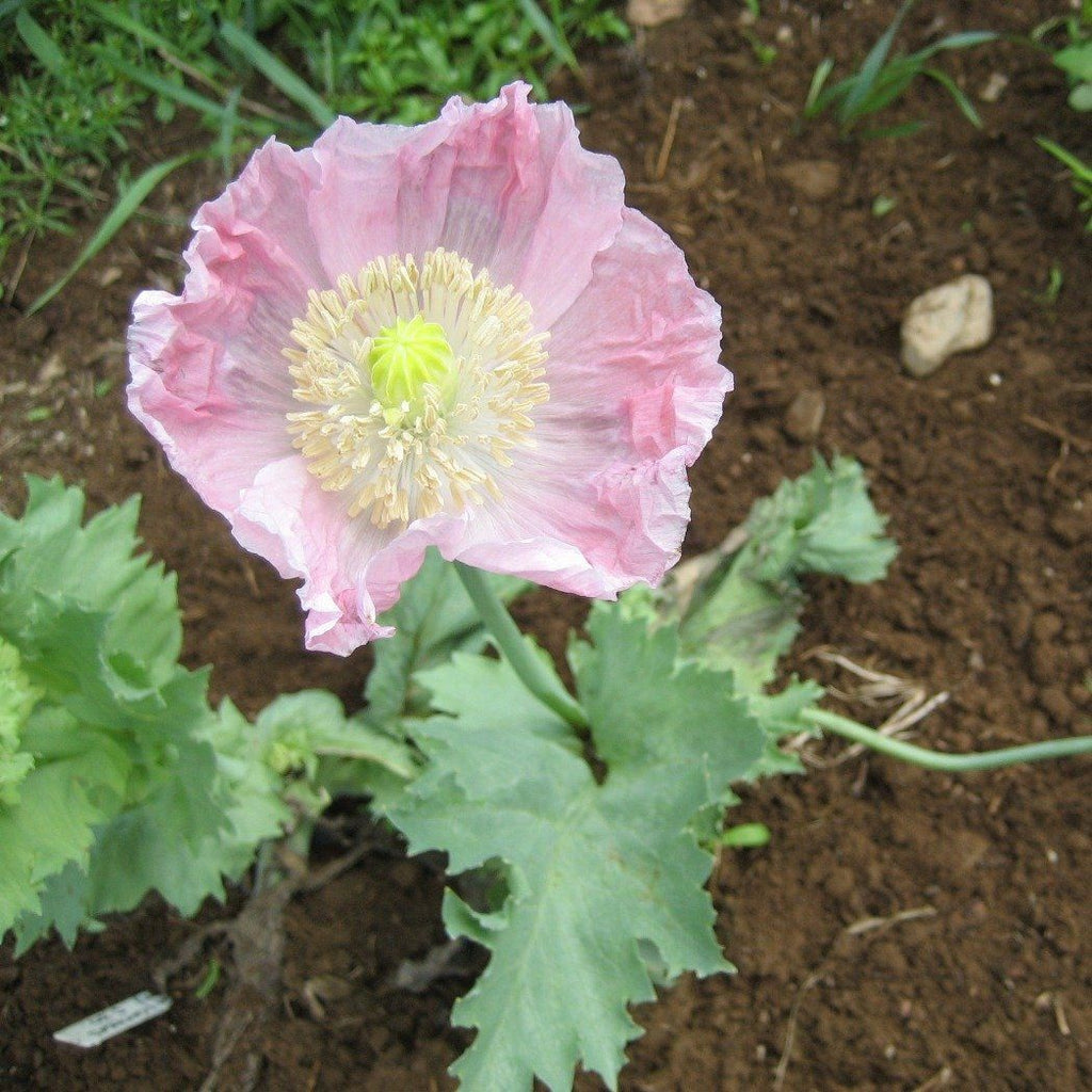 Breadseed Poppy Mix Organic Seeds – Hudson Valley Seed Company