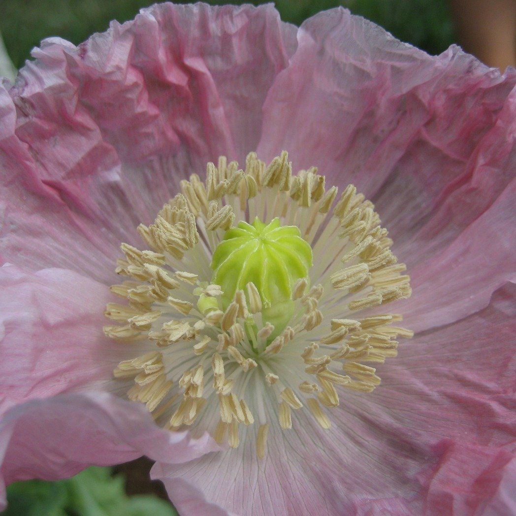 Breadseed Poppy Mix vendor-unknown