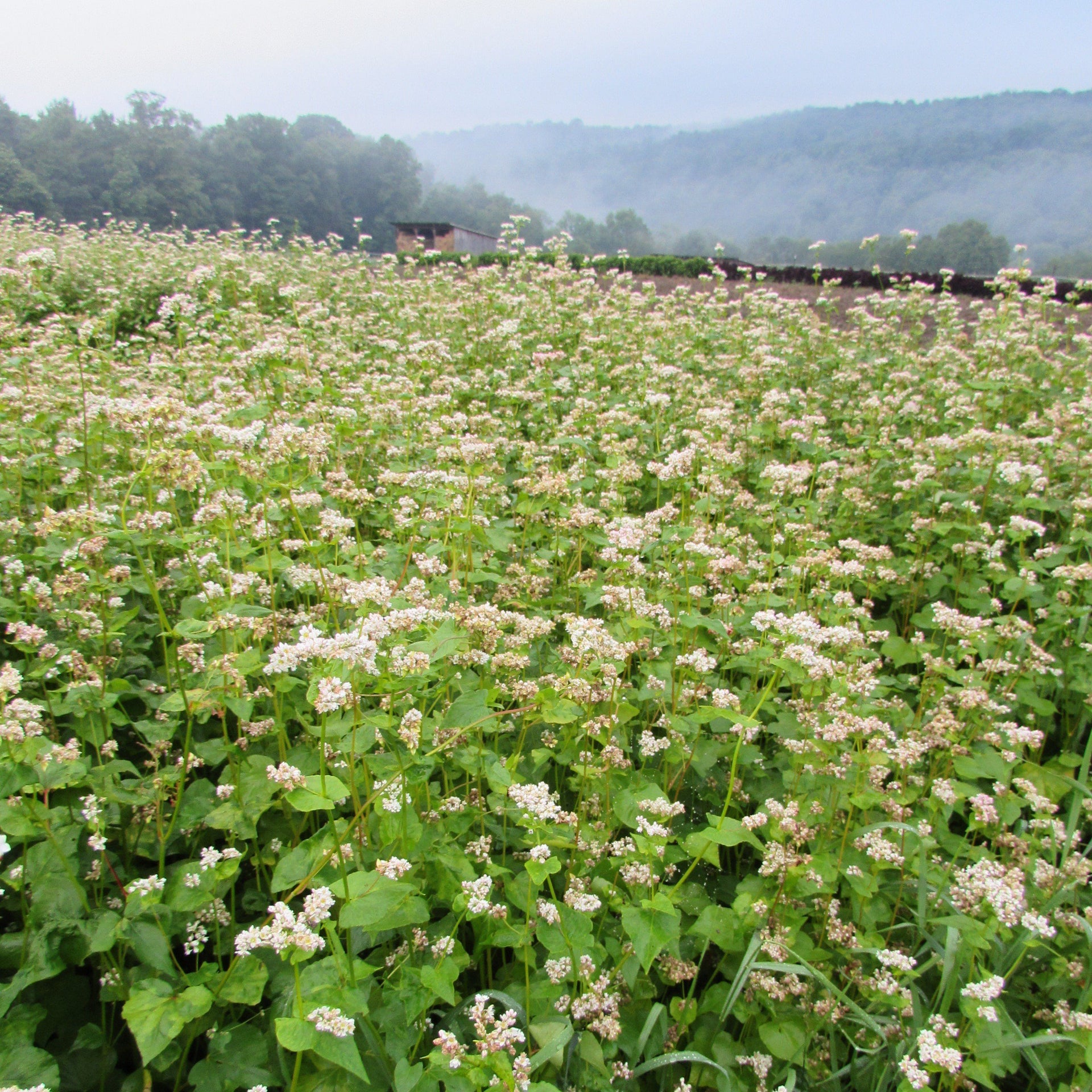 planting buckwheat seeds Buckwheat Cover Crop Seed