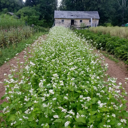 buckwheat seeds for planting Buckwheat Cover Crop Organic Seeds 5 Pounds / Organic
