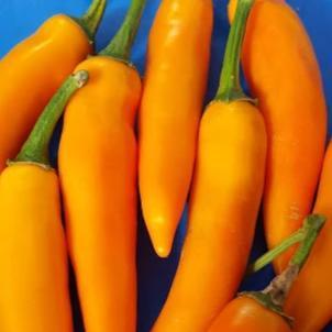 Bulgarian Carrot Chile Pepper vendor-unknown