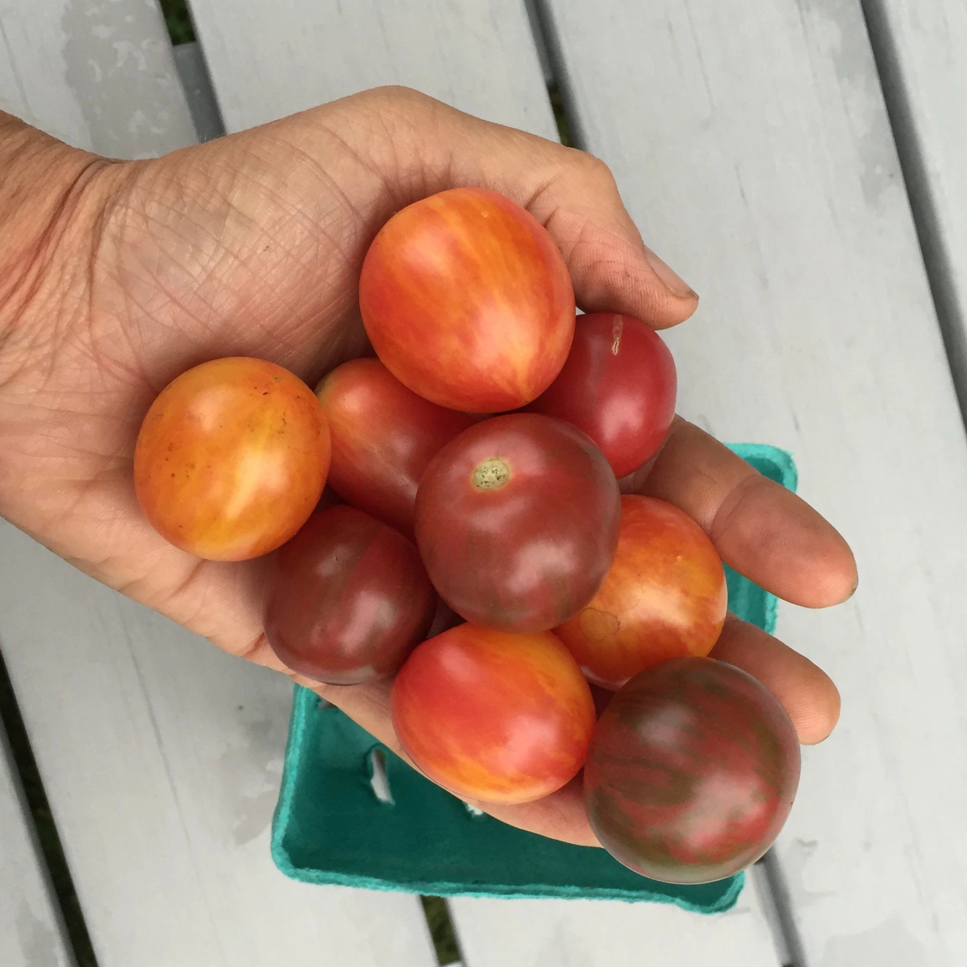 Bumble Bee Mix Cherry Tomato vendor-unknown