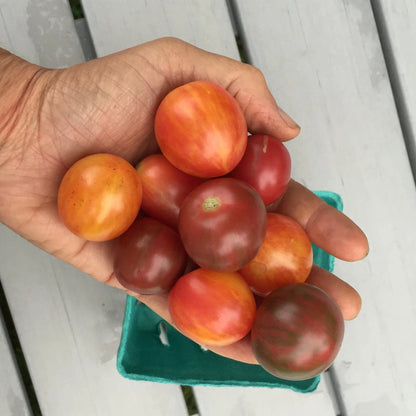 Bumble Bee Mix Cherry Tomato vendor-unknown