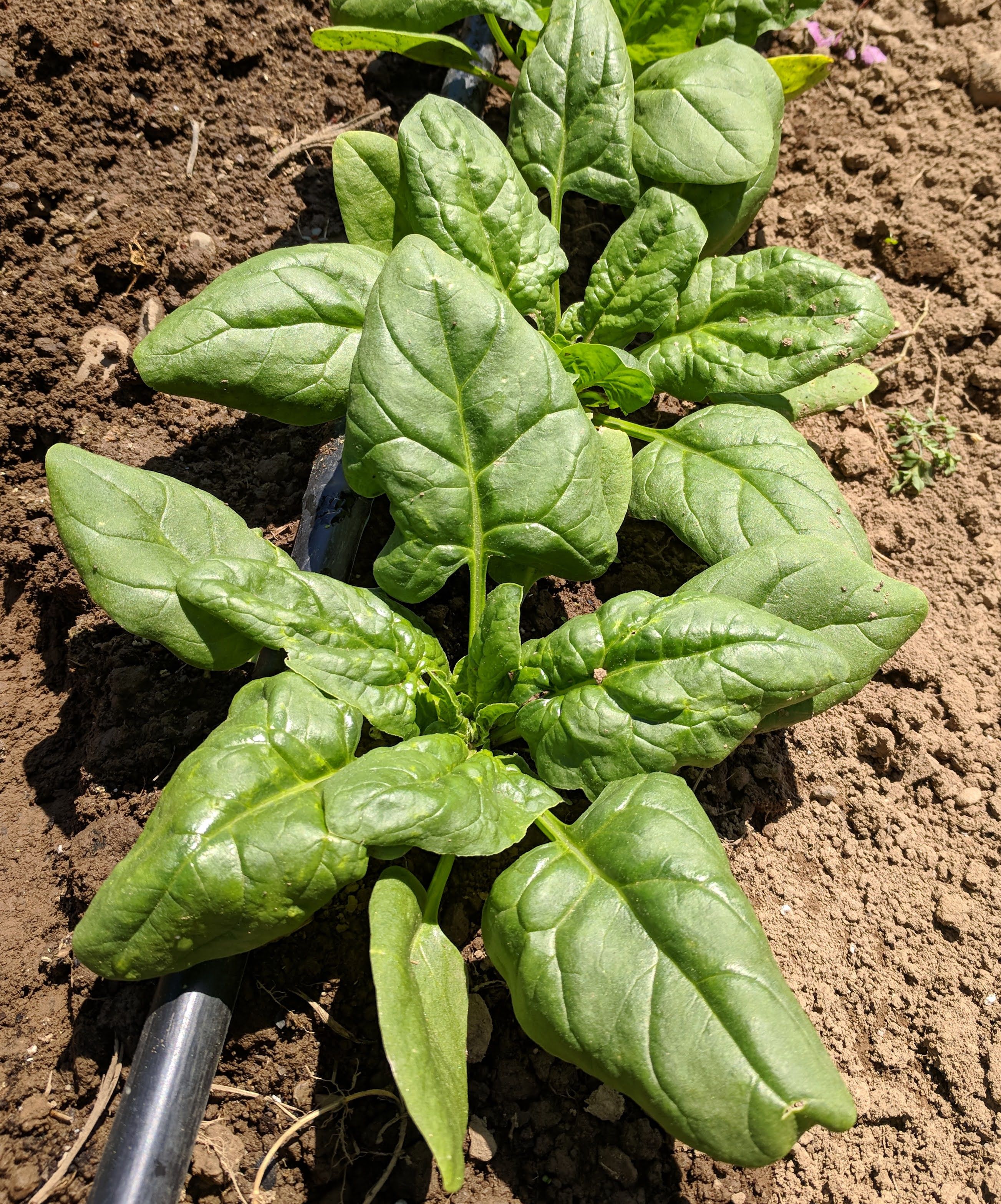 Spinach Plant Images spinach-plant-images