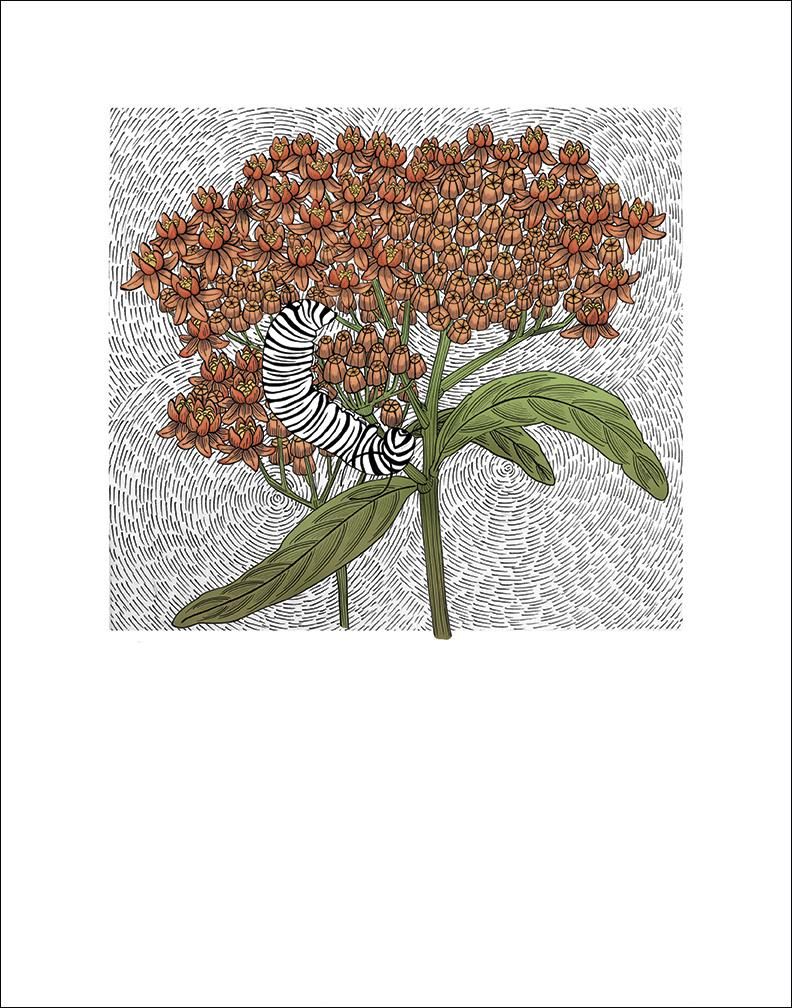 Butterfly Weed Fine Art Print vendor-unknown