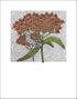 Butterfly Weed Fine Art Print vendor-unknown