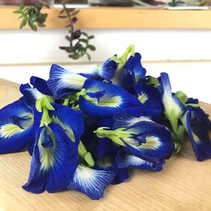 butterfly pea flower seeds for sale Butterfly Pea