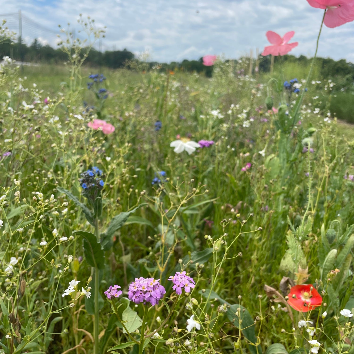 Shady Meadow Wildflower Mix Seed Shaker