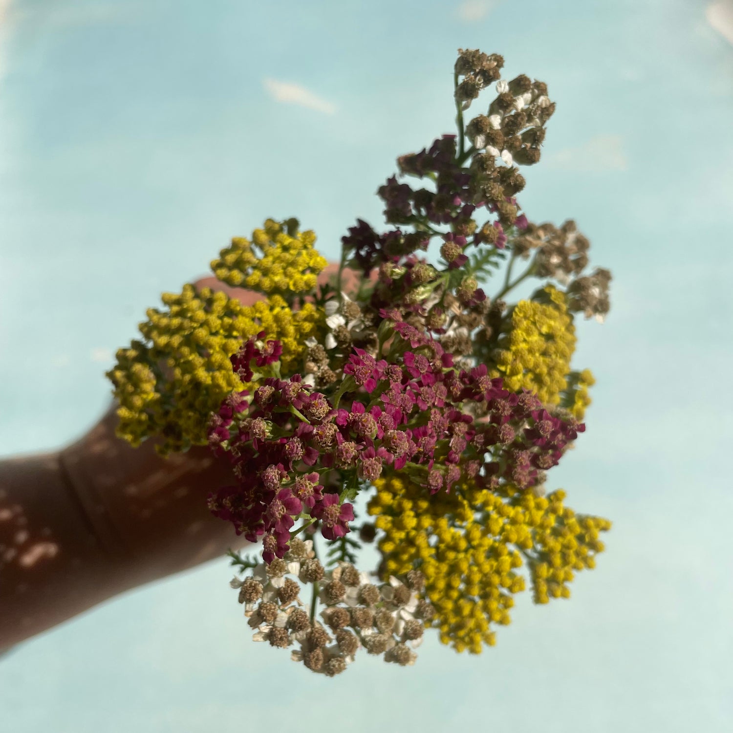 Multi-Hued Yarrow Mix