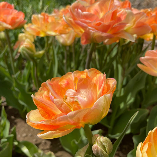 Tulip 'Charming Beauty'