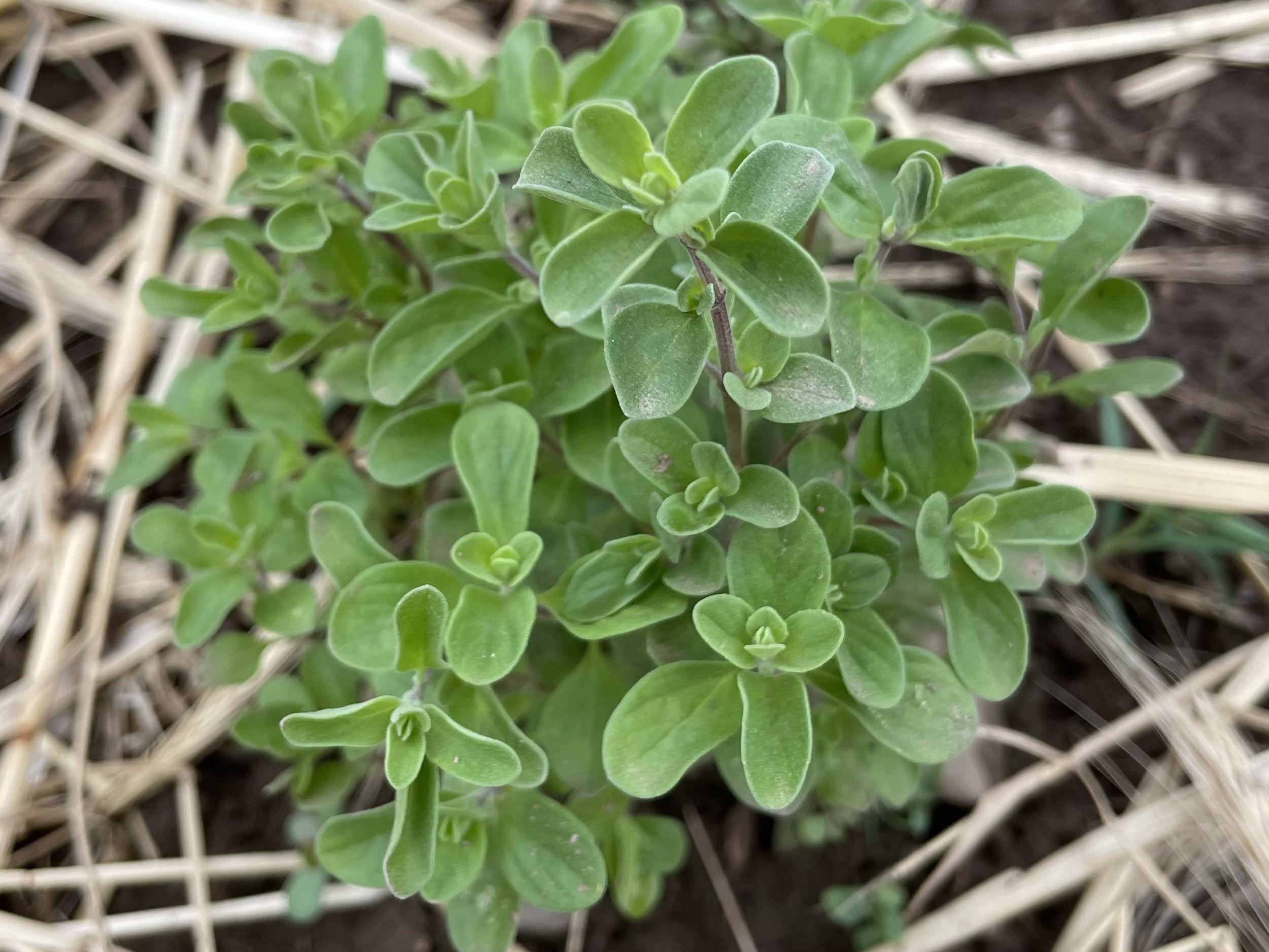 Dried Marjoram Flowers