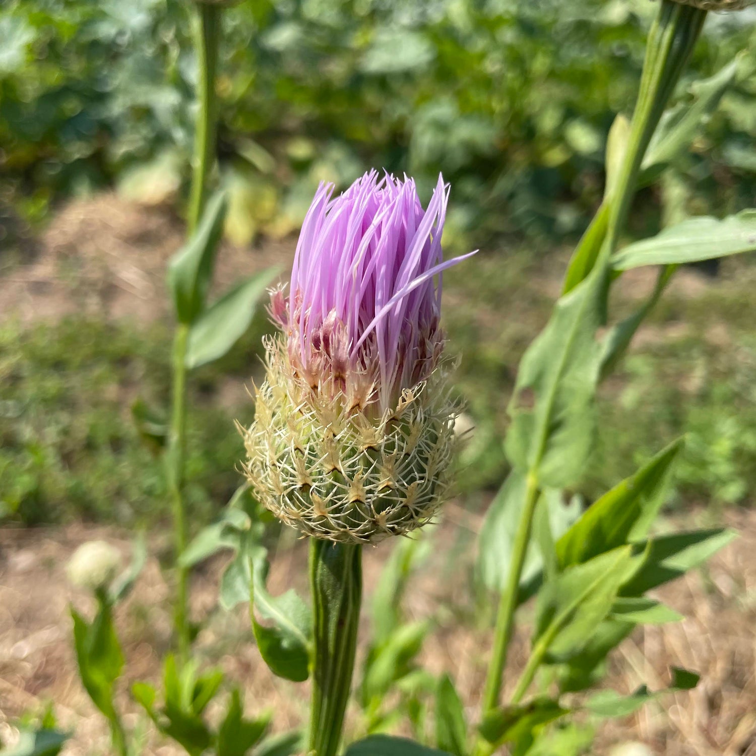 Basketflower